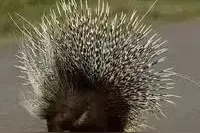 农村驯养野生动物又可以开业，“禁野令”停止执行，知道是为什么图片