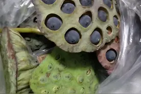 神奇的一物图片