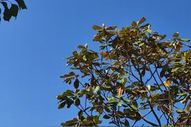 10首最精彩的《清平乐》宋词，李煜、李清照、辛弃疾谁能夺第一？图片