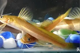 大鳍鳠｜小小江中鼠，至味水中鲜图片