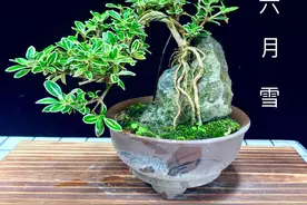 六月雪怎么养，教你养出老桩图片