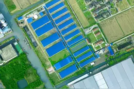 上海“四大名猪”保育调查｜嘉定梅山猪：“国宝”四脚白，重现市民餐桌图片