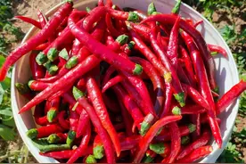 川人吃辣不足300年！深扒辣椒如何传入四川图片