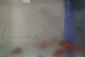 只要出现以下四种情况，鱼缸内的观赏鱼，根本就活不长图片