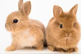 生肖兔最该感谢谁？图片