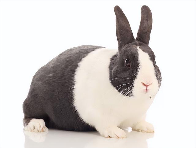荷兰兔-凭什么成为宠物兔的榜首,它有这么惹人爱啊