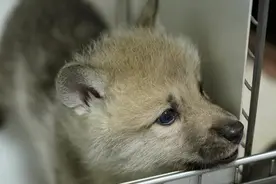 这条狼有个犬妈妈！世界首例克隆北极狼为何备受关注？图片