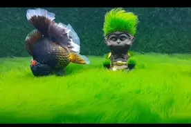 鱼友把自己的盆，缸里的绿苔养成了大草原，可你的还是褐藻加身图片