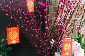 5种“无根花”，水里一插，立刻开满花，红火又吉利，客厅超有范图片