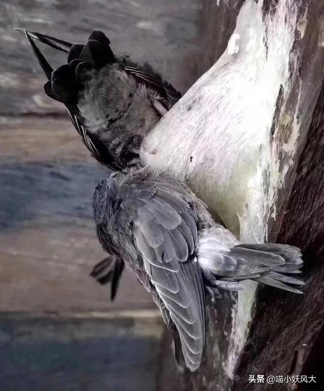 燕窝有营养价值吗 知乎 2026年燕窝有营养价值嘛