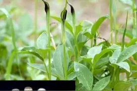 半夏的成分及利用价值图片