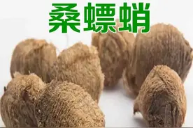 每天学习一味中药——桑螵蛸图片