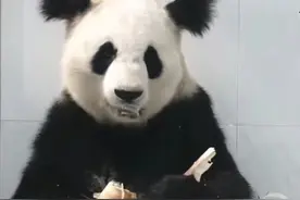 官方证实，扎俩“丸子头”的网红大熊猫“小丫”已去世图片