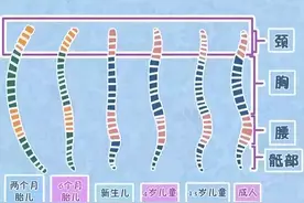 宝宝多大能用枕头？别被忽悠了，不是3个月和6个月图片