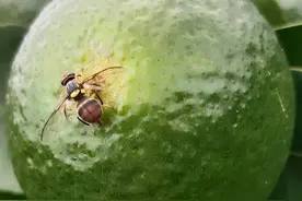 种瓜菜，最怕针蜂，聪明防治针蜂，让你的瓜菜园更安心！图片