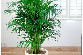 6种名字有“竹”的植物，形态飘逸，养护有技巧，养好很容易图片