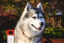 养了一只哈士奇以后，我再也不“温柔”了，二哈优缺点分析图片