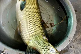 夏季野钓草鱼攻略，三个水层同时钓，一条就能爆护图片