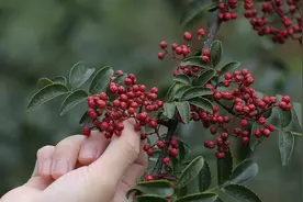 家中常用调味料“花椒”，自己在家种一棵，需要注意什么？图片