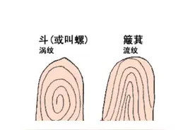 你双手指纹有几个螺螺，几个簸箕？“螺越多越有富贵”是真的吗？图片