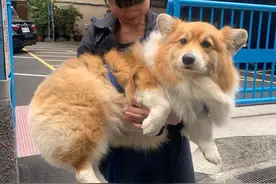 柯基的“标准体重”是多少斤，你知道吗？图片