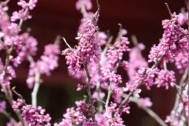桃花村里赏春光，各种桃花知多少？图片
