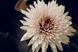 血栓性痔疮能往回塞吗图片