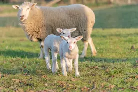 引起羔羊伤亡的原因有哪些？图片