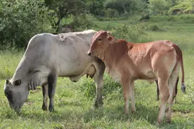 一头公牛可以配几头母牛？养多少头母牛适合养一头公牛？图片