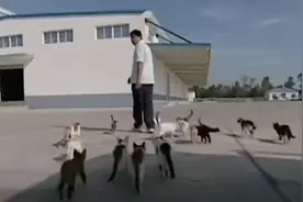 为了保护粮厂的粮食，男子训练出几十只特种猫，厂内展开猫鼠大战图片