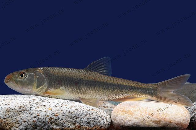 榛戦緳姹熼奔绫讳箣鈥滀笁鍗佷簩鏉傞奔鈥濆浘璋? onerror=