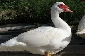 鹅与鸭杂交会有后代吗？已有人做过相关实验，这或是条致富之路呢图片