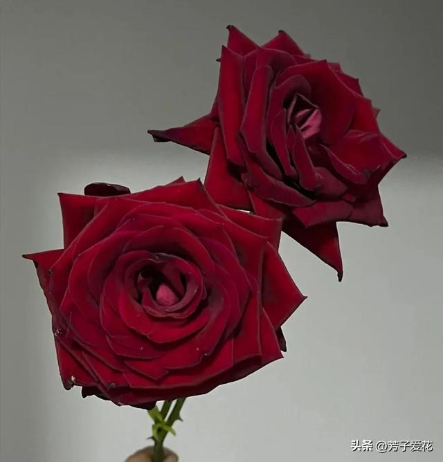 暗红色系丝绒质感玫瑰,花头有点小,但是开放度非常好.