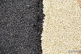 黑芝麻与白芝麻用途不同的原因是什么？图片
