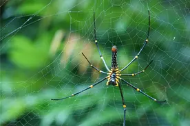 浅谈甲胎蛋白轻度升高的临床意义图片