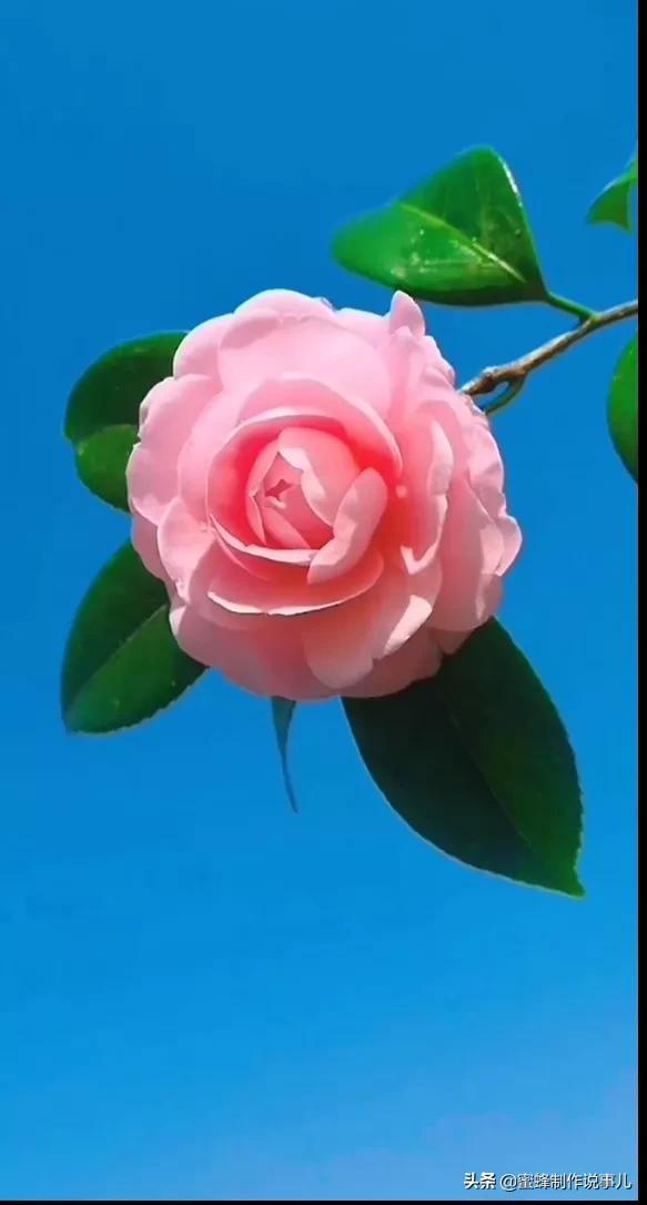 一束鲜花，醉蓝天