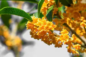桂花为何叫作木樨？木樨美词四首，赏读清秋桂花香图片