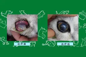 猫咪眼睛溃烂、发白、有凸起水泡，角膜穿孔+角膜水肿的治疗图片