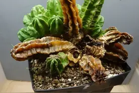 仙人掌、仙人球都能养烂掉，别急，教你几招快快救活它图片