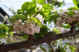 赏花、采摘、喂小动物……来这里邂逅春日的小确幸~图片