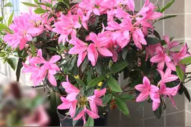 杜鹃花新品种—安酷杜鹃，皮实好养，花期延绵三季，南北方都能养图片