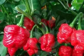 十大最辣的辣椒排名，第一名能把印度魔鬼辣椒秒成渣，你敢尝试吗图片