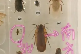 南方大蟑螂进军北方吓坏网友！北方没蟑螂吗？蟑螂灭绝了会咋样？图片