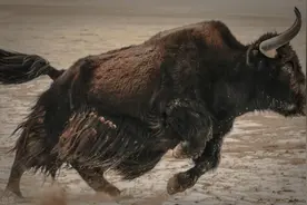 喜欢远足的朋友请记住：千万不要招惹独自流浪的野牦牛（连载二）图片