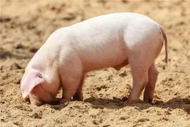 猪高烧喘气严重怎么治疗？猪高烧喘气严重用什么药？本文告诉你图片