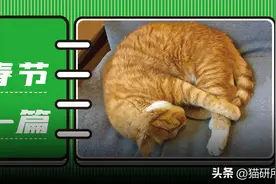 留守、带回家、寄养，春节猫咪最全安置办法！图片