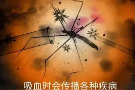 蚊子吸血有多恐怖可恨，你对讨厌的蚊子了解多少？蚊子短暂的一生图片