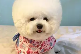 “寿命较长”的几种狗狗，看看你家的狗子上榜没图片