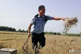 龙口夺食！鄠邑民警助群众抢收抢晒小麦图片