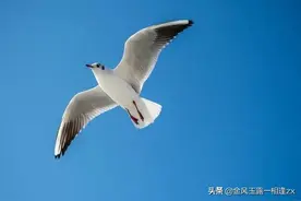 飞花令里学诗词—50（飞）篇图片